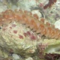 worm