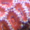 acan