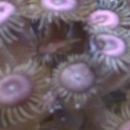 pallys