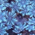 glove polyps