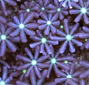 daisy polyps