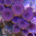 pallys2