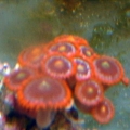 zoas
