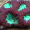 blastos