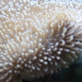 Leather Toadstool