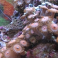 Orange Spot Polyps
