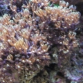 Star Polyps