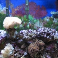 My Tank