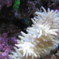 Sebae Anenome