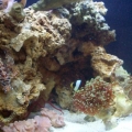 My 8g Oceanic BioCube