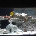 This is my 72g Bowfront !!!