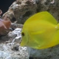 Yellow Tang :Sunny: