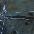 Cleaner shrimp
