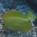 Yellow Tang
