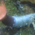 "rainbow" tube anemone