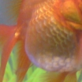 Goldie