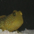 Yellow Watchman