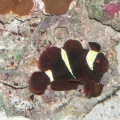 gold banded maroon clown