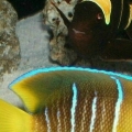 gold banded maroon clown & blue angel