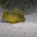 yellow watchman