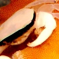 AcroCrab of some sort....