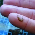 One of several XL Amphipods in my tanks, over 1/2".