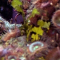 algae