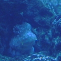 blenny looking out his window