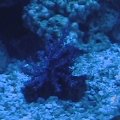 Kenya tree coral