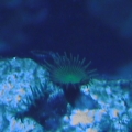 polyps