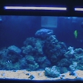My tank