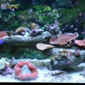 5.5 gal...