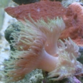 duncan corals
