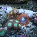 My zoa's and polyps...