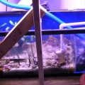 DIY_55g_sump_ver3