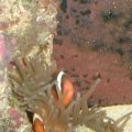 Tomato Clowns and anemone