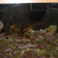 120 gal Aquarium
