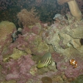 Ocellaris Clown and Sailfin tang