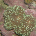 Torch Coral