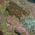 zoas and candy cane