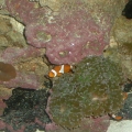 Hammer Coral