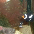 Black and white clownfish