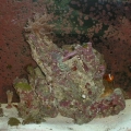 37 gal tank