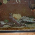 29 gal aquarium