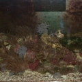 29 gal aquarium