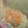 rose bta