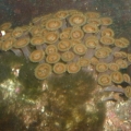maroon clownfish