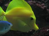 Reef tank