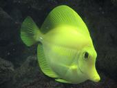 Reef tank