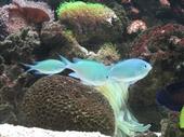 Reef tank